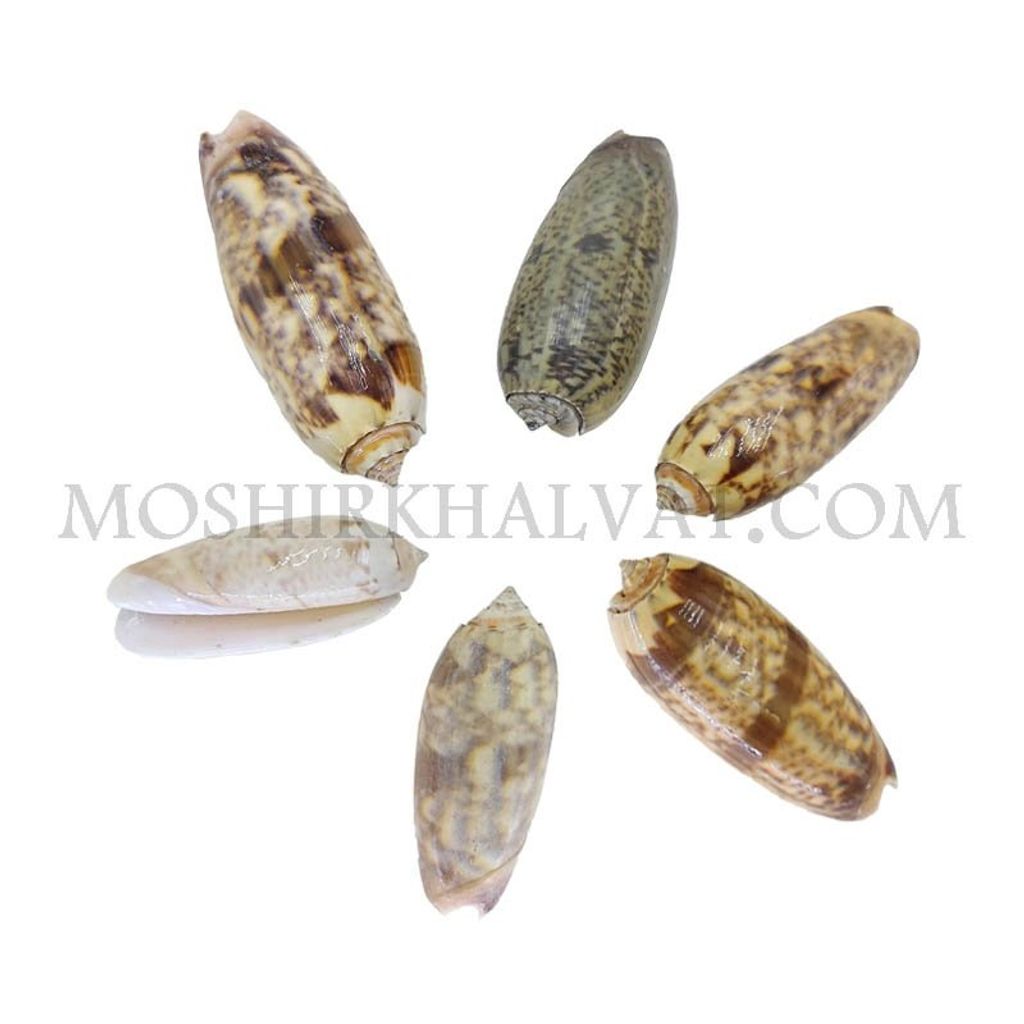 فروش اینترنتی صدف مدل ببری بسته 6 عددی