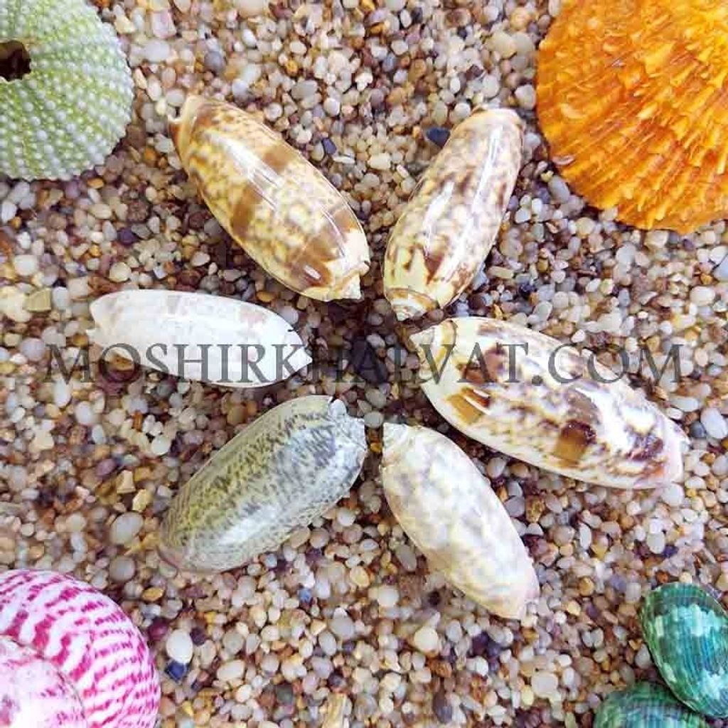 خرید آنلاین صدف مدل ببری بسته 6 عددی