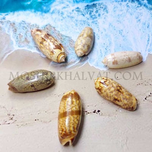 صدف مدل ببری بسته 6 عددی