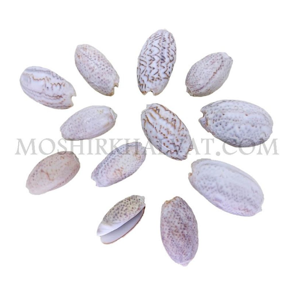 خرید آنلاین صدف پسته ای بزرگ بسته 12 عددی