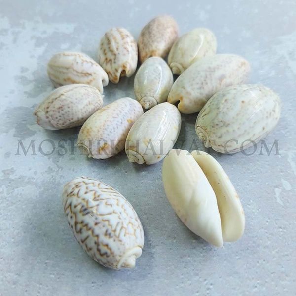 صدف پسته ای بزرگ بسته 12 عددی