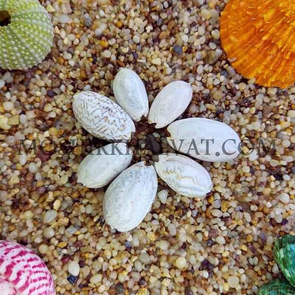 صدف پسته ای بزرگ بسته 12 عددی