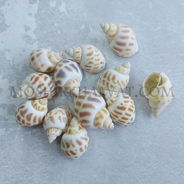 صدف پلنگی بسته 12 عددی