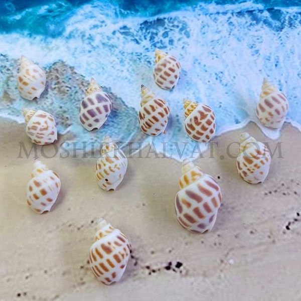 صدف پلنگی بسته 12 عددی