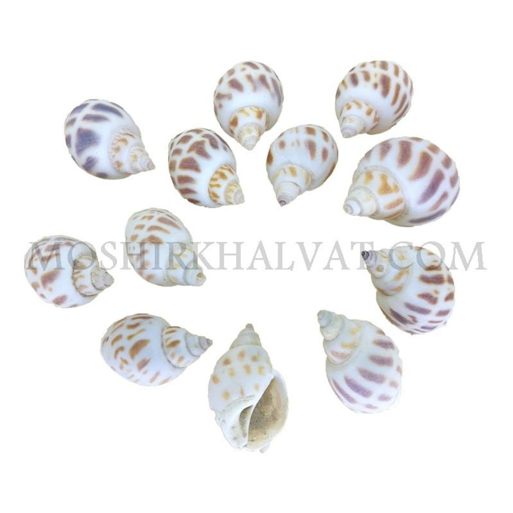 خرید آنلاین صدف پلنگی بسته 12 عددی