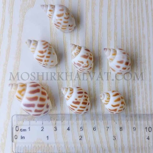 صدف پلنگی بسته 12 عددی