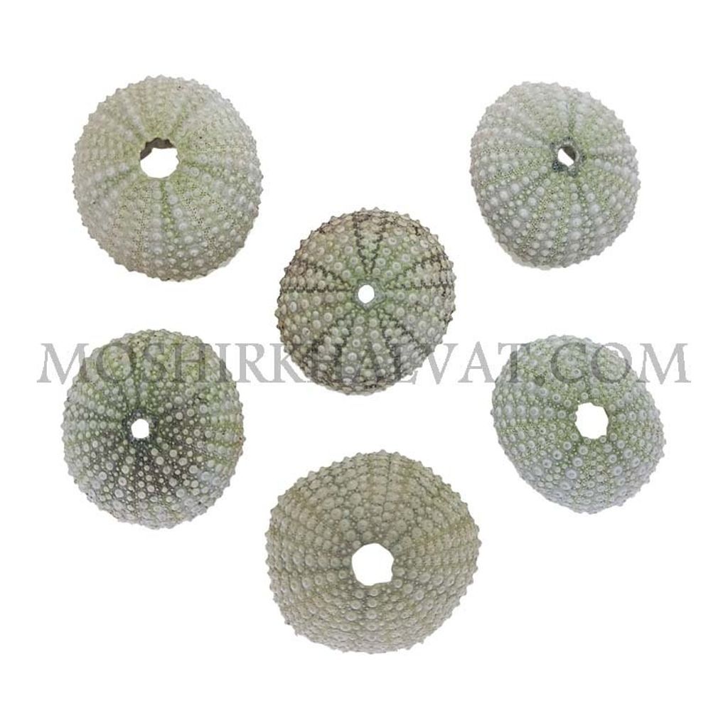 خرید آنلاین توتیا دریایی بسته 6 عددی