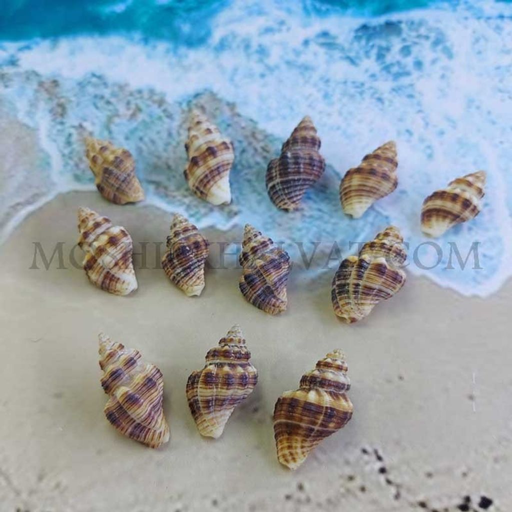 خرید آنلاین صدف چرمی بسته 12 عددی