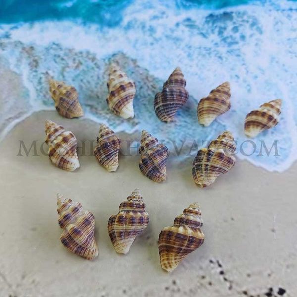 صدف چرمی بسته 12 عددی