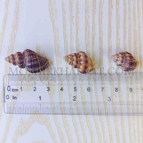 صدف چرمی بسته 12 عددی