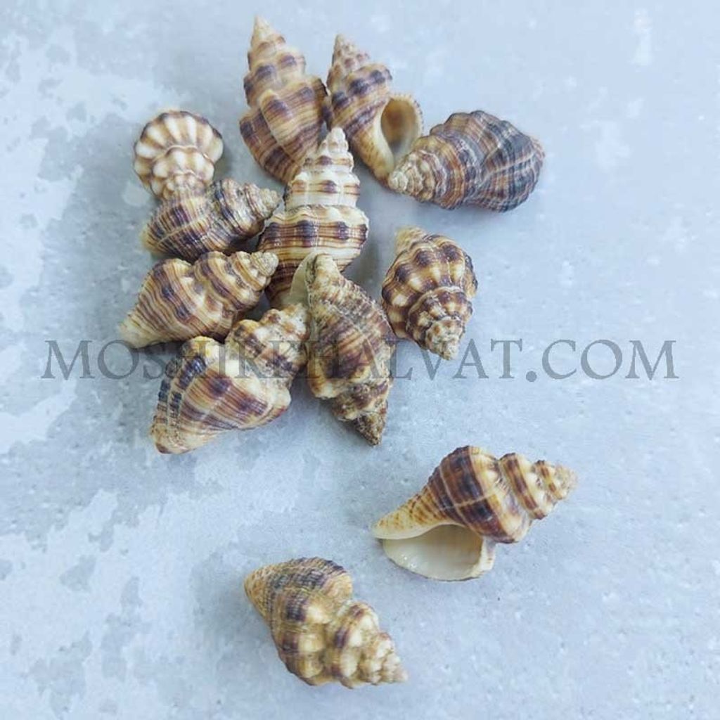 خرید آنلاین صدف چرمی بسته 12 عددی