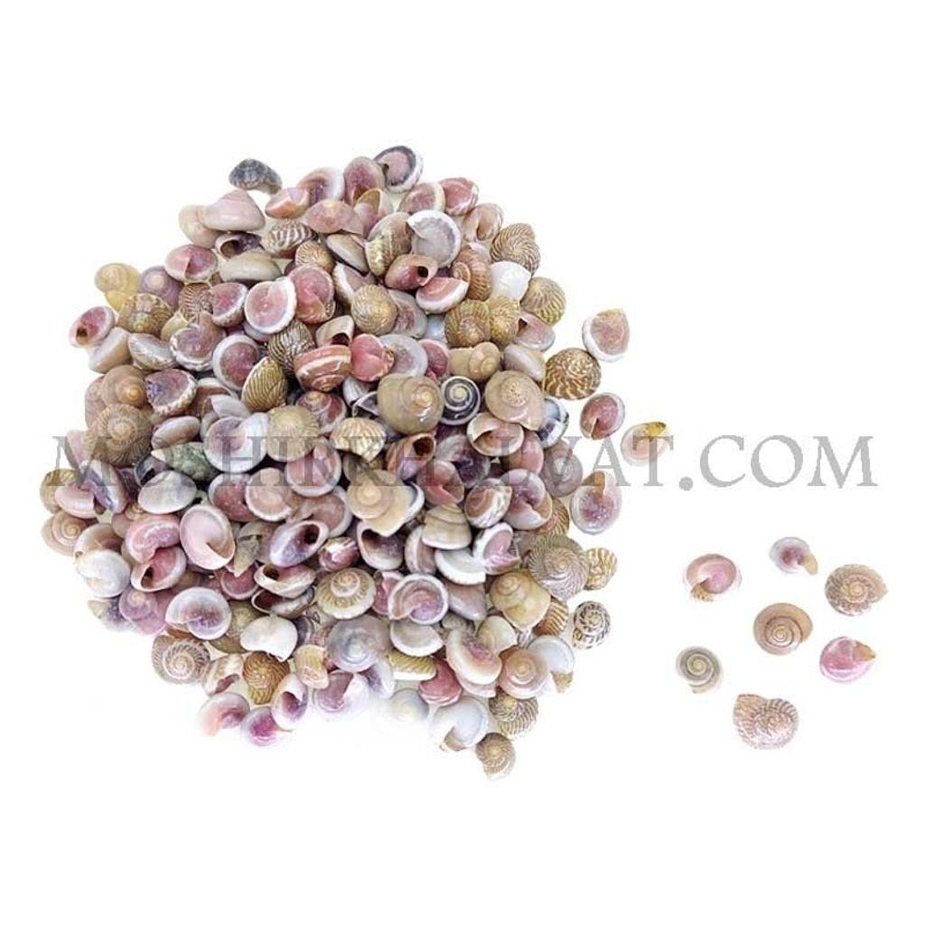 خرید اینترنتی صدف چشمی بسته 80 گرمی