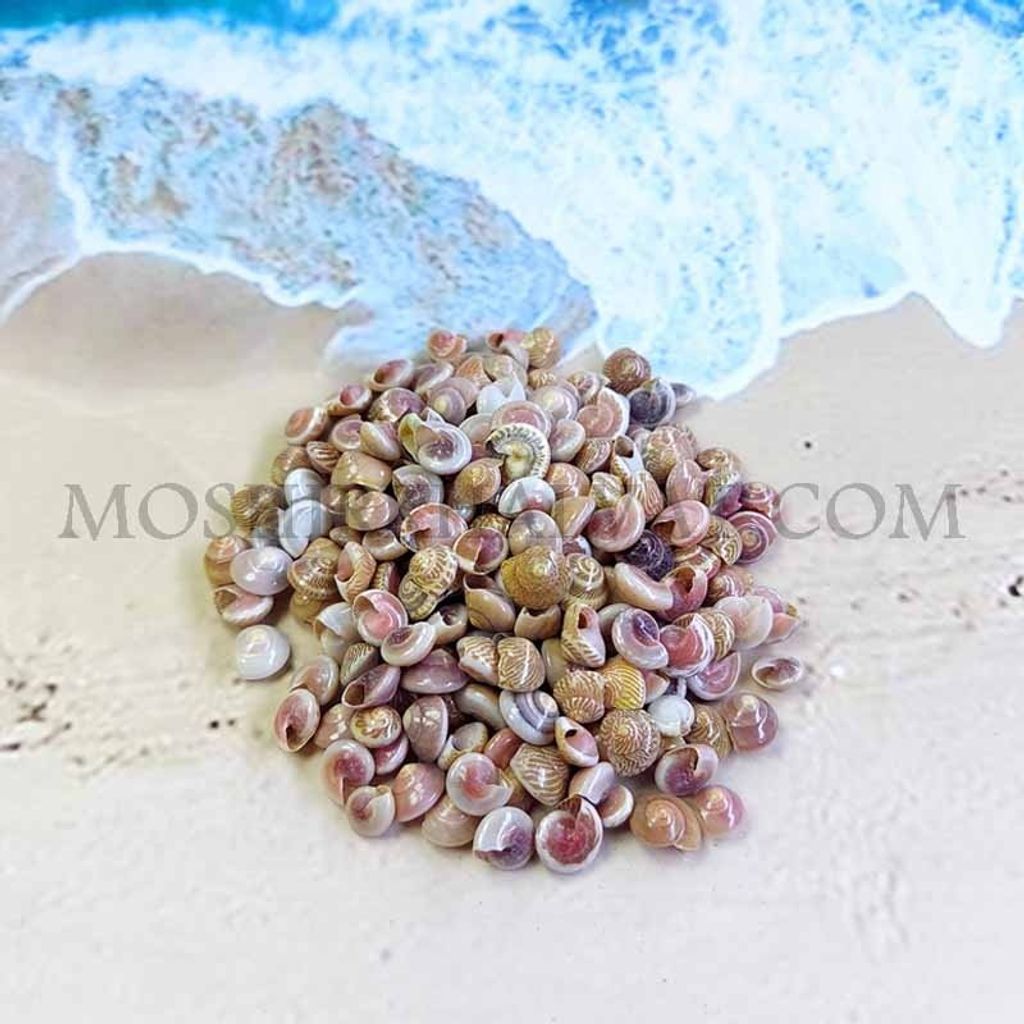 خرید آنلاین صدف چشمی بسته 80 گرمی