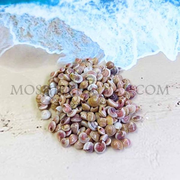 صدف چشمی بسته 80 گرمی