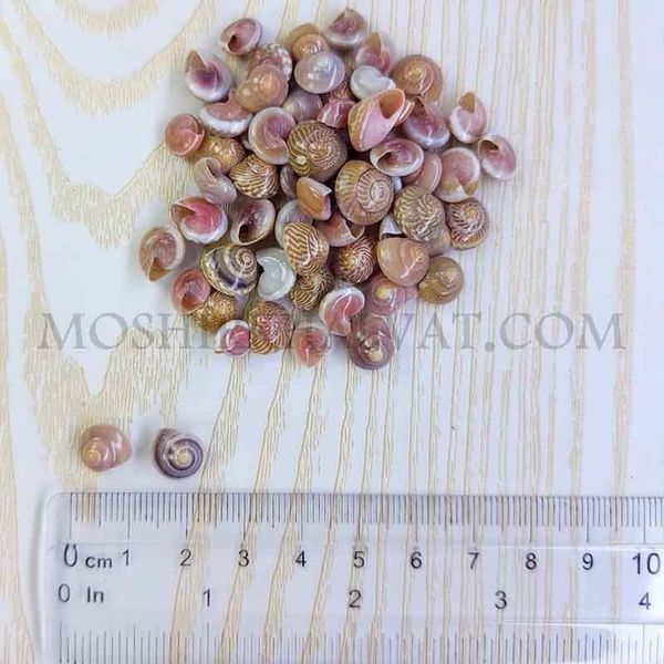 صدف چشمی بسته 80 گرمی