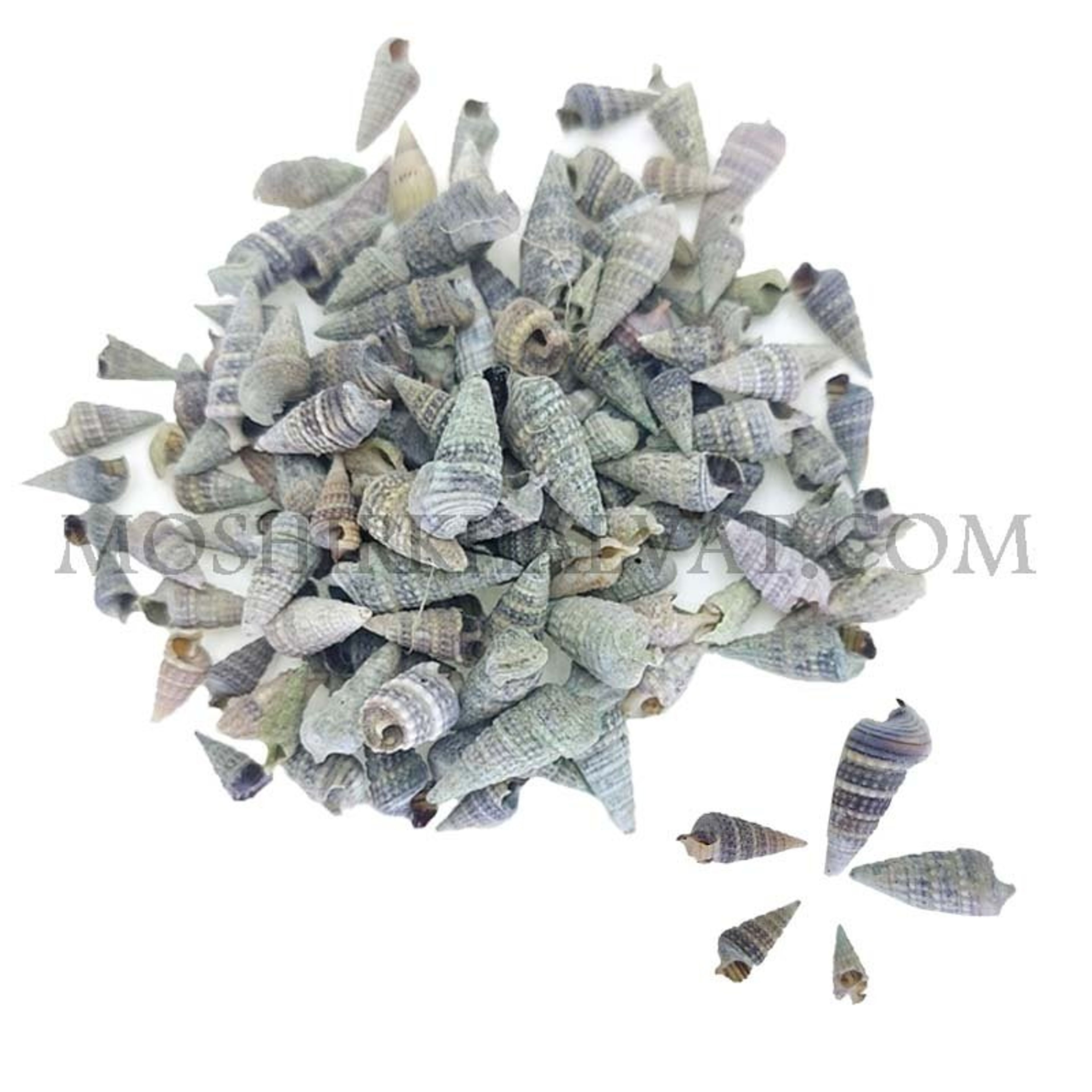 خرید آنلاین صدف حلزونی مخروطی بسته 100 گرمی