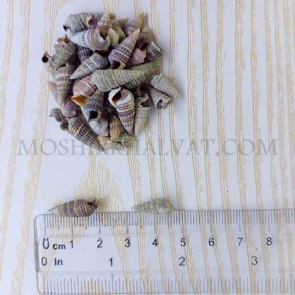صدف حلزونی مخروطی بسته 100 گرمی