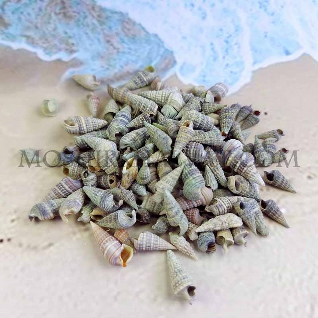 خرید اینترنتی صدف حلزونی مخروطی بسته 100 گرمی