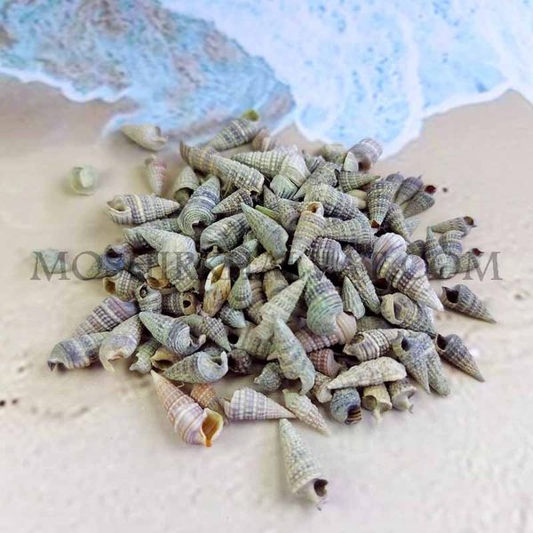 صدف حلزونی مخروطی بسته 100 گرمی