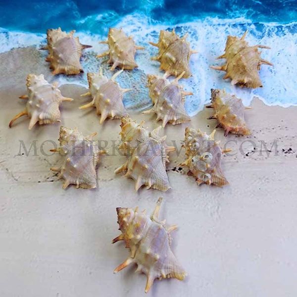 صدف خاردار بسته 12 عددی