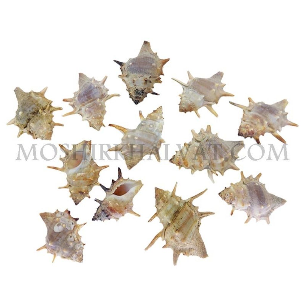 فروش اینترنتی صدف خاردار بسته 12 عددی