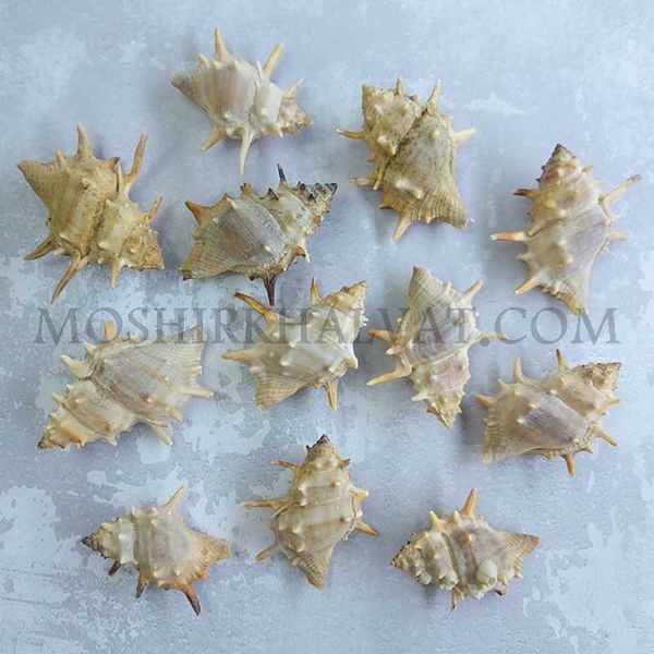 صدف خاردار بسته 12 عددی