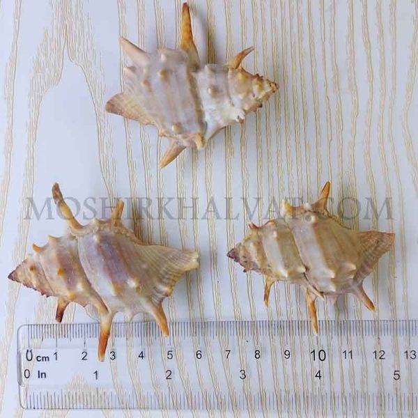 صدف خاردار بسته 12 عددی