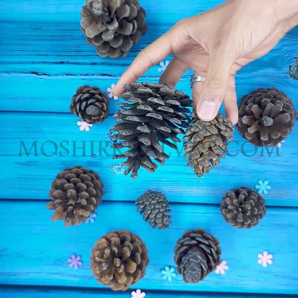 میوه کاج تزیینی بسته 10 عددی