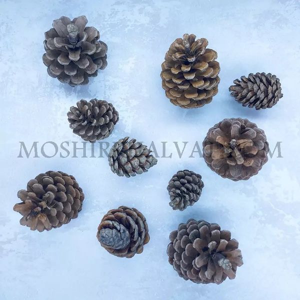 میوه کاج تزیینی بسته 10 عددی