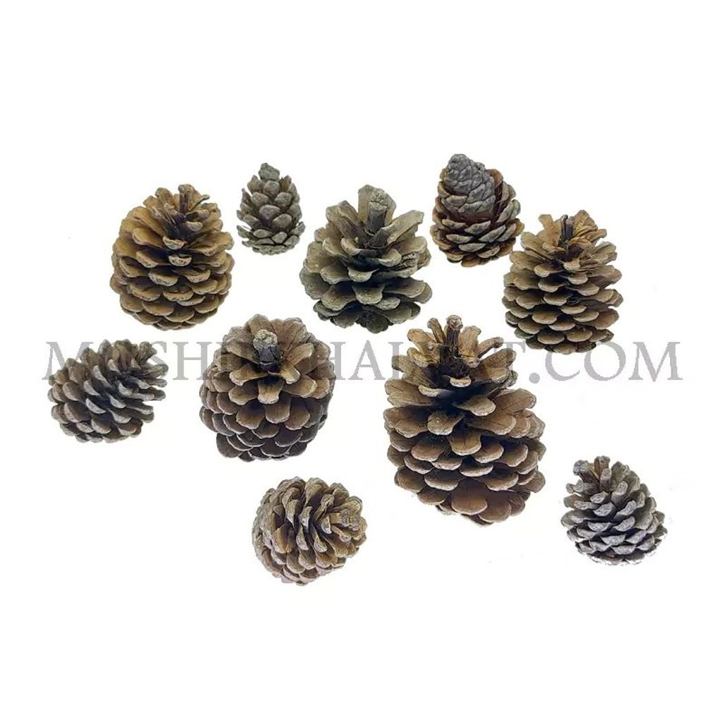 فروش اینترنتی میوه کاج تزیینی بسته 10 عددی