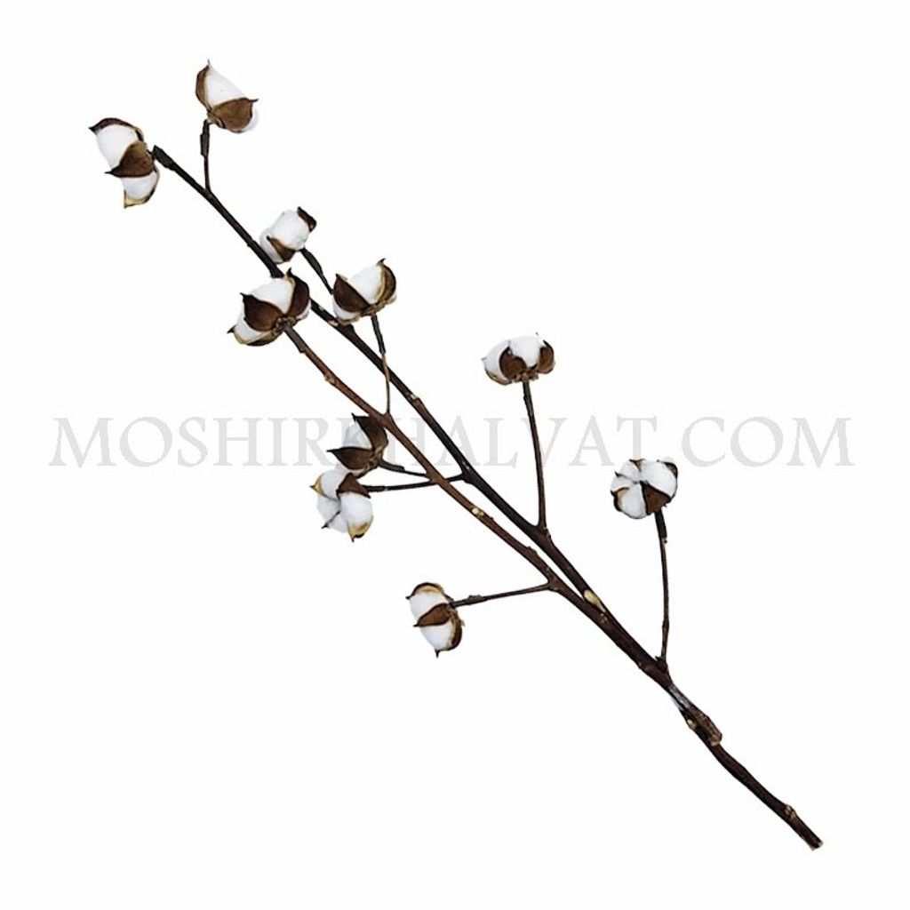 خرید آنلاین گل خشک مدل شاخه پنبه 10 گل
