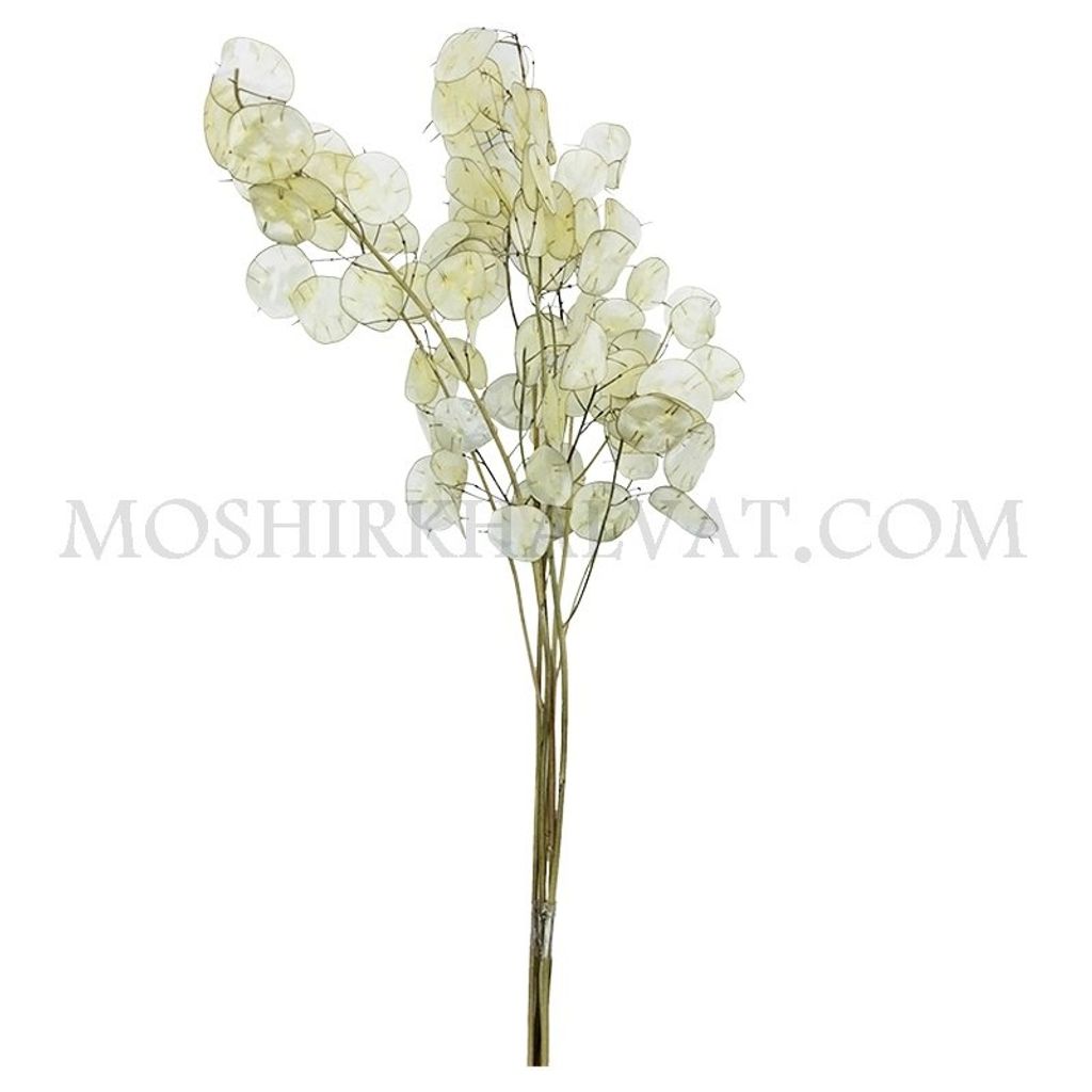 خرید اینترنتی گل خشک مدل سکه ای