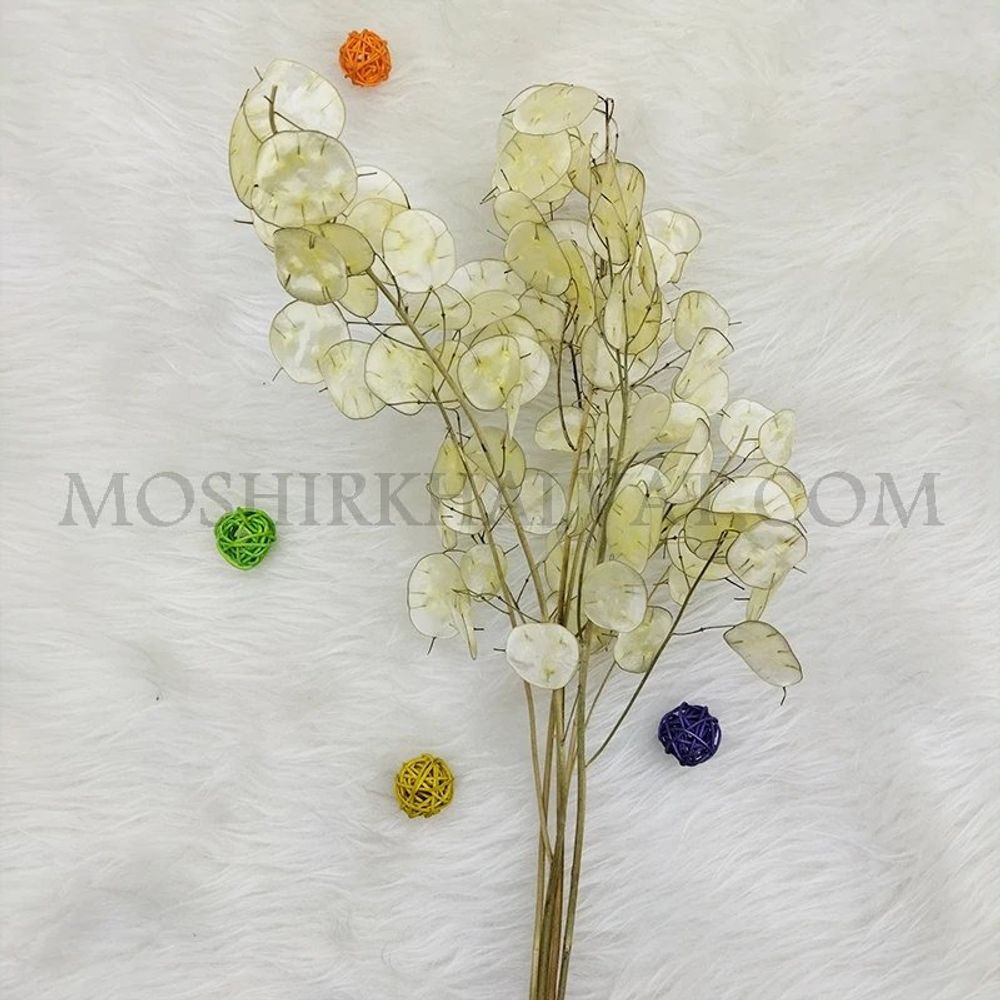خرید اینترنتی گل خشک مدل سکه ای