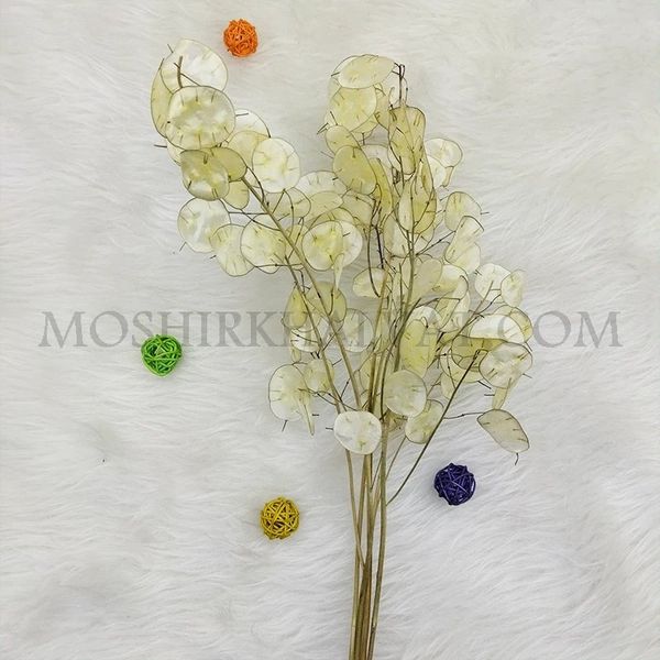 گل خشک مدل سکه ای