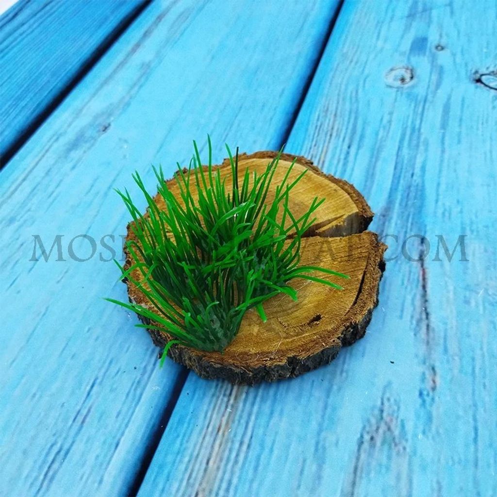 فروش اینترنتی سبزه پلاستیکی گندمی