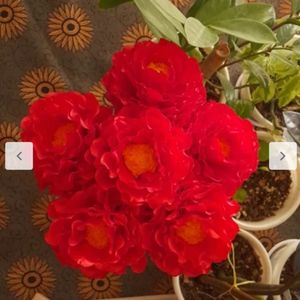 قیمت گل مصنوعی مدل پیونی 6 عددی با تزیین تور سفید